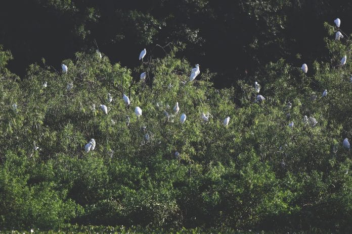 A rookery is a habitat where several species of birds, such as egrets and herons, congregate to nest and raise their young.