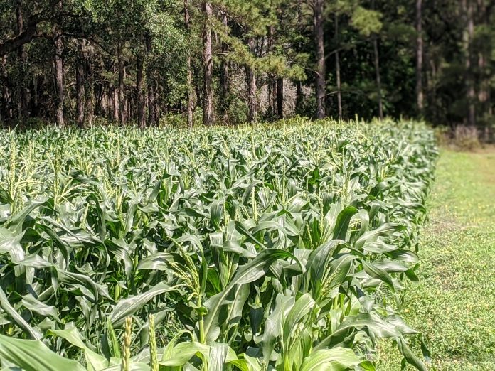 A field of corn at Upicktopia, a farm located in Masaryktown.