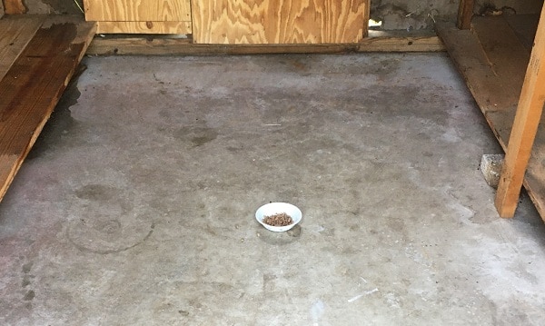 I put a small bowl of rat poison in the middle of the shed floor.