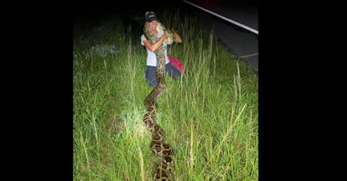A seventeen foot long Burmese python recently captured by Amy Siewe, assited by Myron Looker