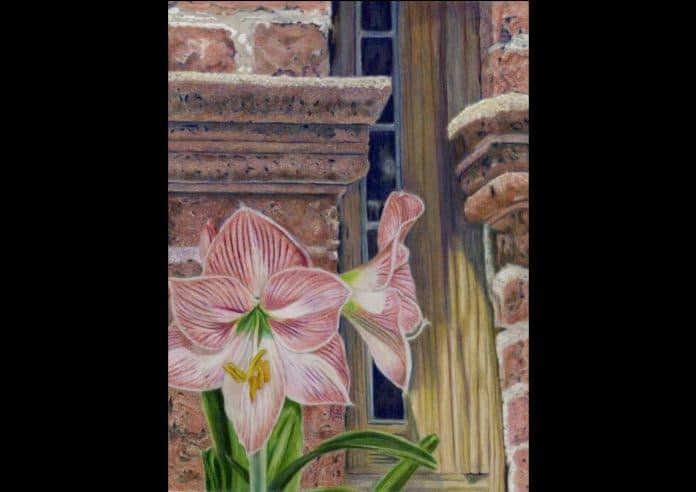 Amaryllis Narrow Window