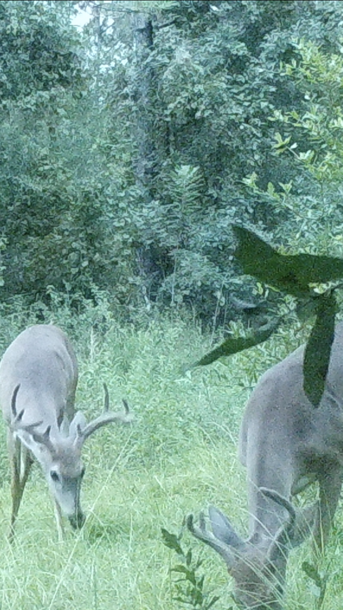 a pair of local bucks days away from shedding their antler velvet