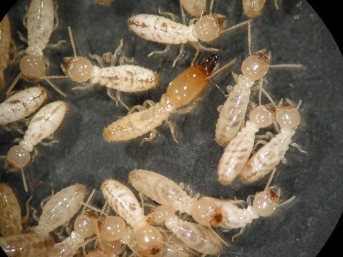 Termites