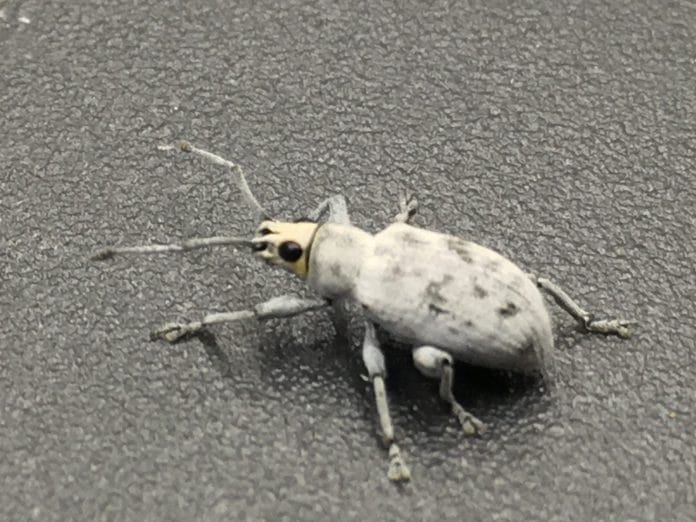 Sri Lankan Weevil