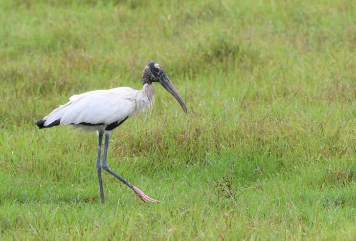 The Wood Stork is a very strange looking bird found in Florida. The head lacks feathers, it has long thin legs, black/white feathers, and pinkish feet!