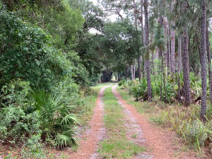 A trail through the 27,000 acre property donated to University of Florida