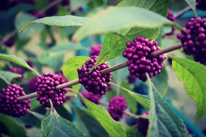 A native beautyberry bush with purple berries. Photo by Lilly Browning.