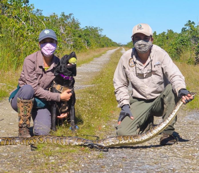 FWC hunting dog named Truman with his catch of the day.  Photo: Florida Fish and Wildlife Commission.