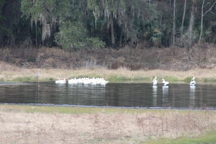 A flock of American White  Pelicans on  Johnson Pond.