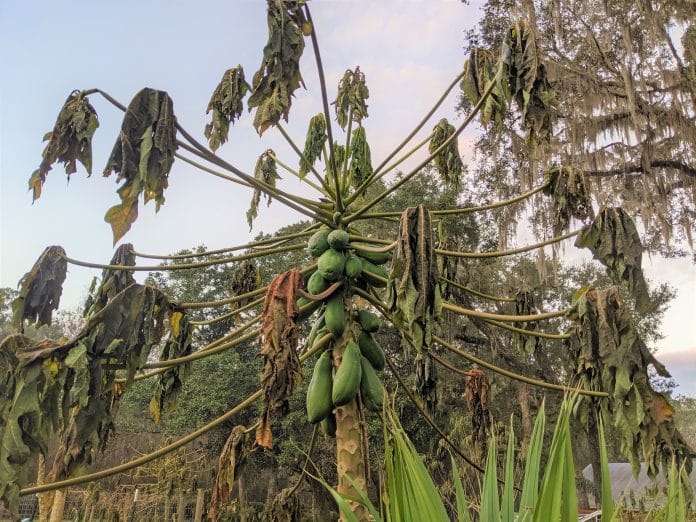 Sadly our papaya trees were hit by the freezing temperatures early Christmas morning.