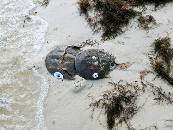 A pair of tagged horseshoe crabs nesting in the sand. The white tags are located on the left side of the horseshoe crab and each tag has a unique identifying number. Credit: Brittany Scharf