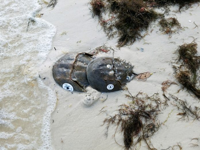  A pair of tagged horseshoe crabs nesting in the sand. The white tags are located on the left side of the horseshoe crab and each tag has a unique identifying number. Credit: Brittany Scharf