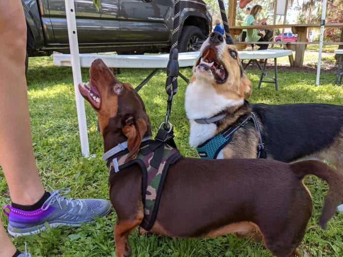 Jax (front) and Dug (rear) are more interested in mom Jocelyn’s treats than a photo op. 