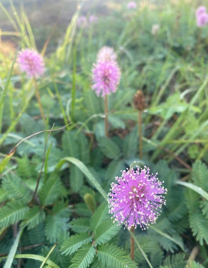 Mimosa Strigillosa, also known as sunshine or powder puff mimosa. A native plant to Florida