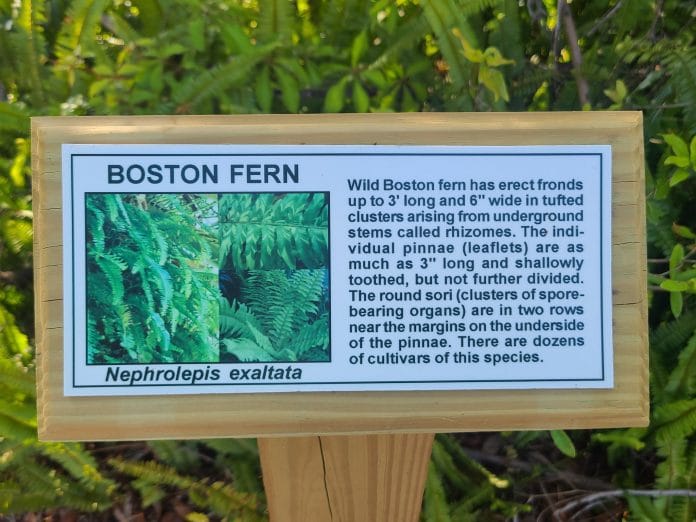 Boston Fern