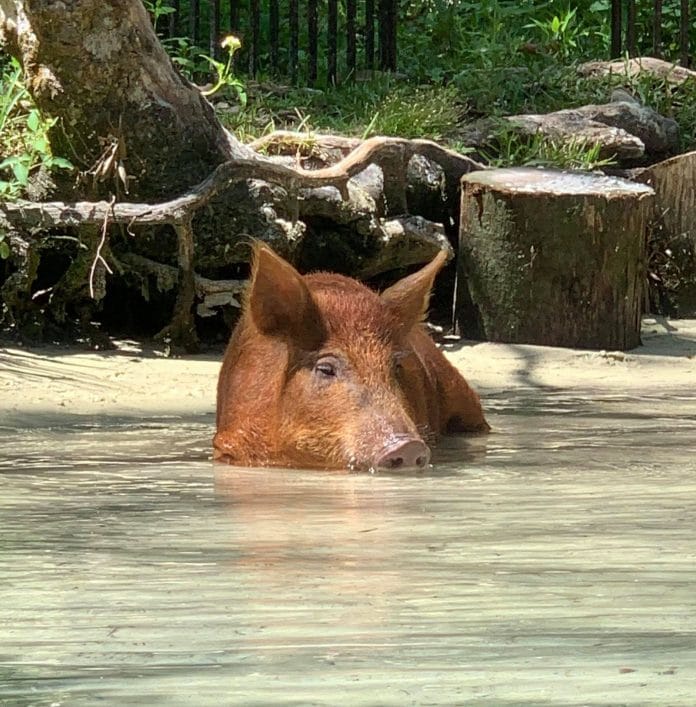 Wilbur relaxing in the Weeki Wachee River. Photo courtesy of Monika Kater.