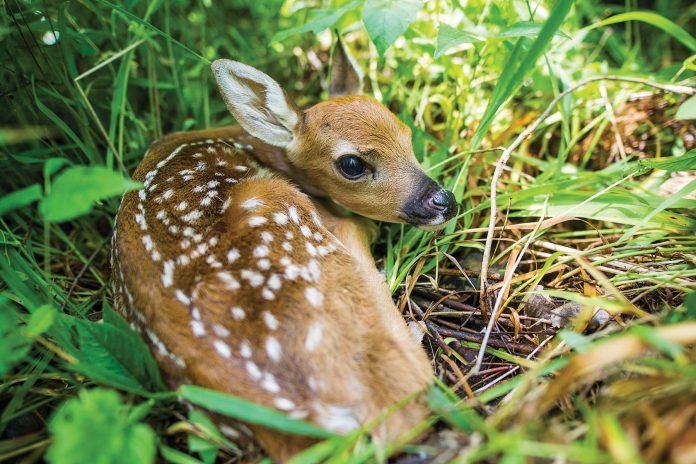 A bedded down fawn I came across on the Citrus WMA near Inverness last week while scouting for velvet antlered  bucks