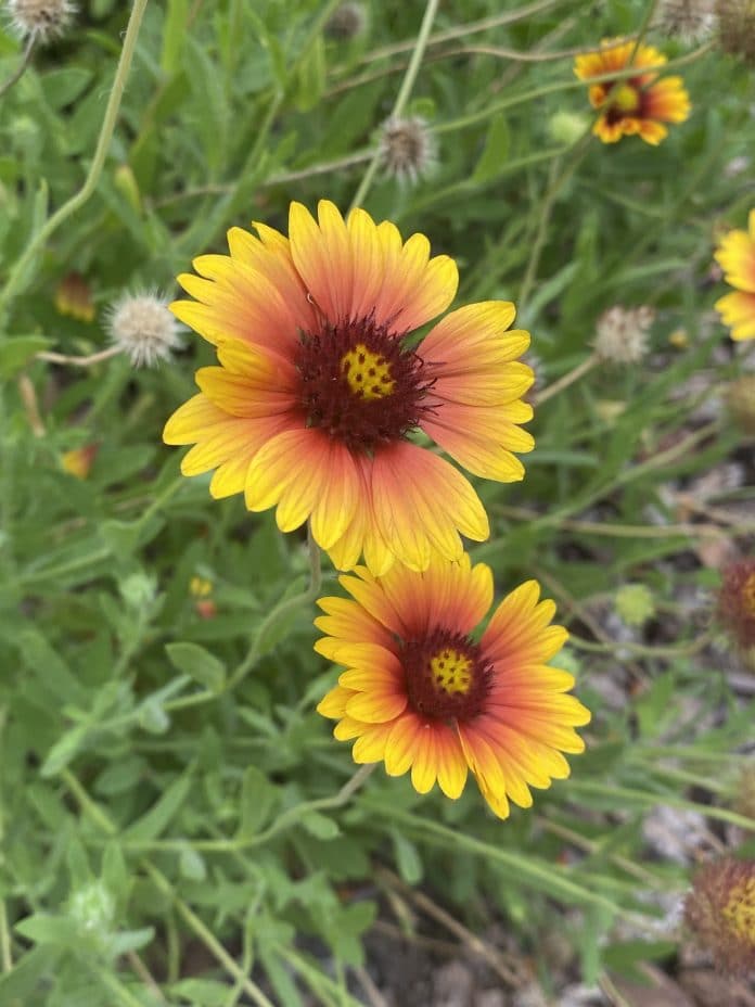 Gaillardia or blanket flower