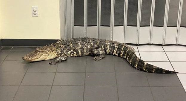 7 foot alligator at the Spring Hill Post Office. HCSO Photo.