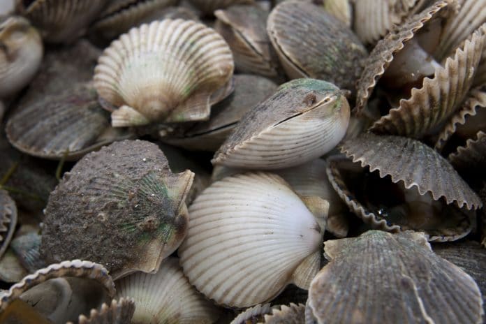 Bay Scallops photos courtesy of University of Florida