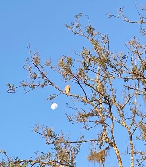 On June 28, 2021, the Moon going down in the morning from our backyard. Note the hawk perched and getting ready to hunt.