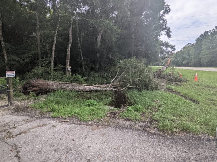 Tree Down along US 98 before Elsa