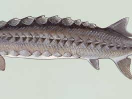​​Atlantic Sturgeon, Acipenser oxyrhynchus. Scans of artwork commissioned by the Fish and Wildlife Service in the 1970's. Original art is kept at NCTC museum.