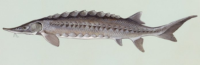 ​​Atlantic Sturgeon, Acipenser oxyrhynchus. Scans of artwork commissioned by the Fish and Wildlife Service in the 1970's. Original art is kept at NCTC museum.