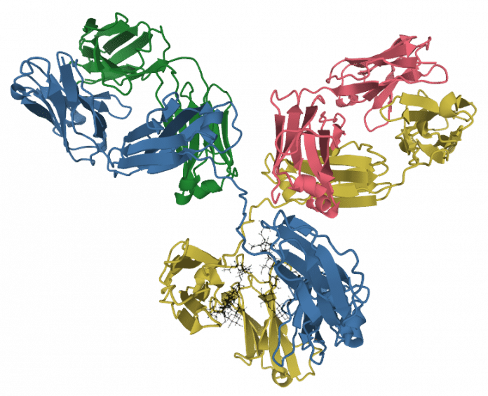 General structure of a an IgG1 antibody (Photo by: Tokenzero, CC BY-SA 4.0 <https://creativecommons.org/licenses/by-sa/4.0>, via Wikimedia Commons)