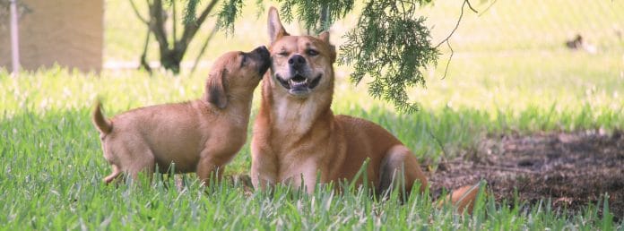 National Dog Day: 8-week old Willow Eve gives Maya Bree, a kiss for being her new big sister. 