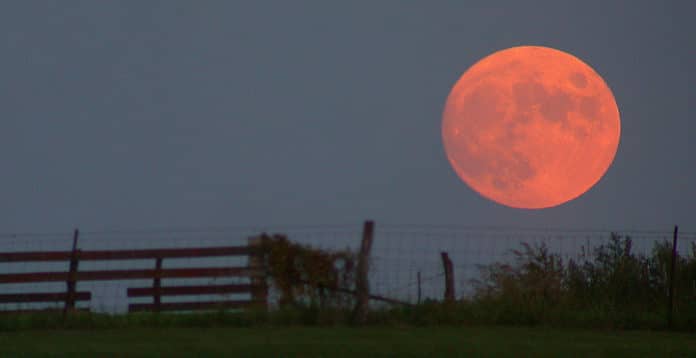 harvest moon