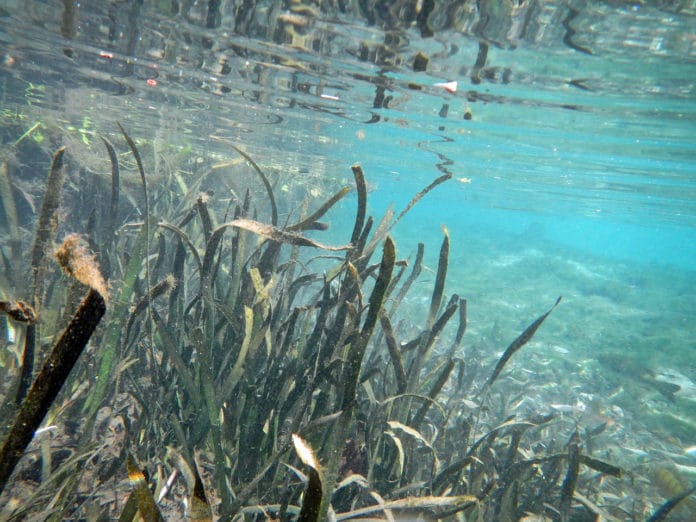Weeki Wachee River Underwater