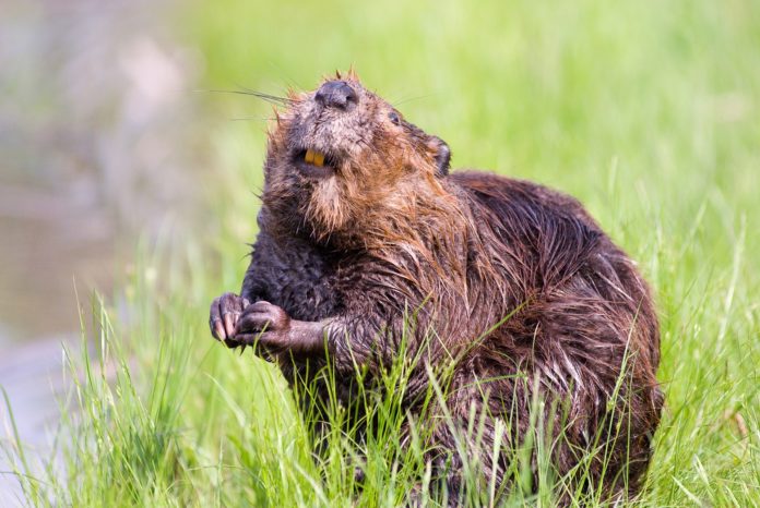 Beavers remain very active during the winter.