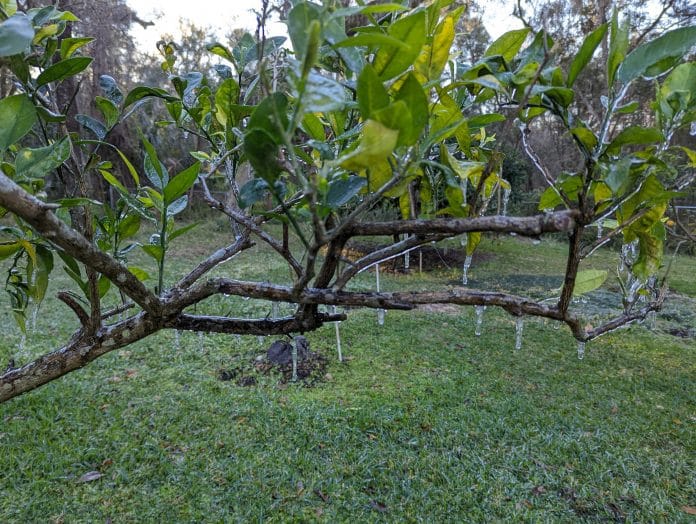 Ice crystals on orange tree