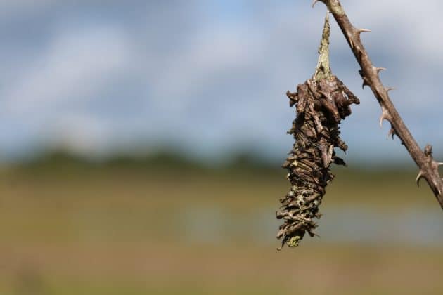 The Abbot's Bagworm moth will use small pieces of foliage to create its cocoon. Photo by Alice Mary Herden