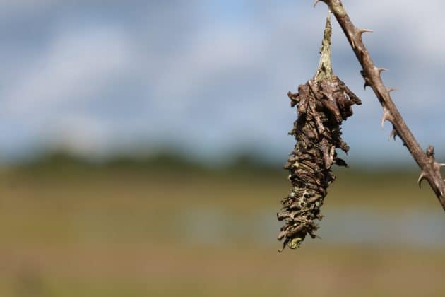 The Abbot's Bagworm moth will use small pieces of foliage to create its cocoon. Photo by Alice Mary Herden