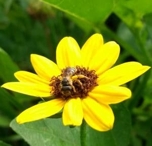 Beach sunflower with bee