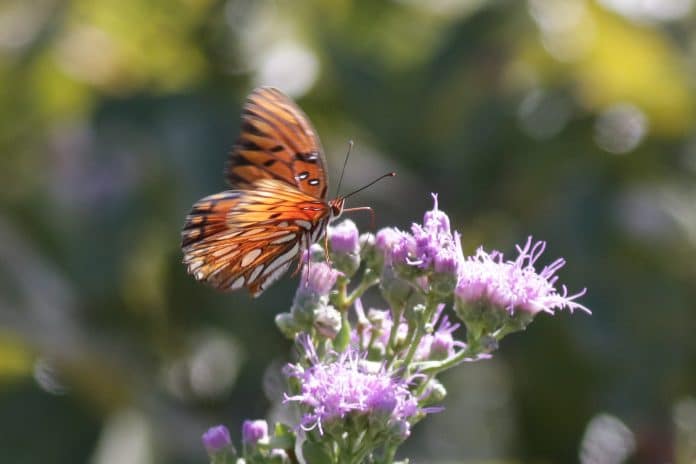 Gulf Fritillary butterfly Photo by Alice Mary Herden.