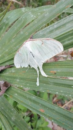 Adult Luna Moth Photo by Alice Mary Herden