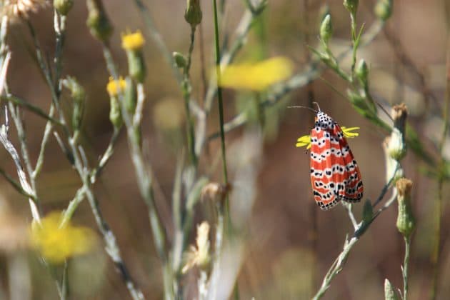 Ornate Bella moths can be seen throughout the day. Photo by Alice Mary Herden