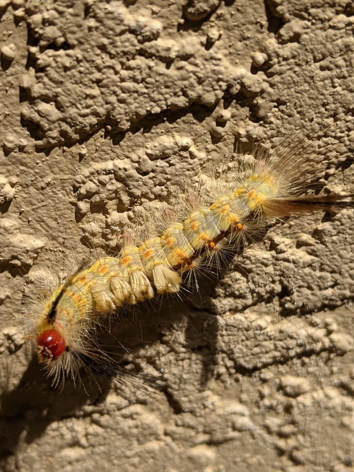 Tussock Moth Caterpillar