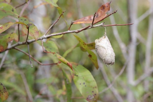 This is a cocoon of a Polyphemus moth. Photo by Alice Mary Herden