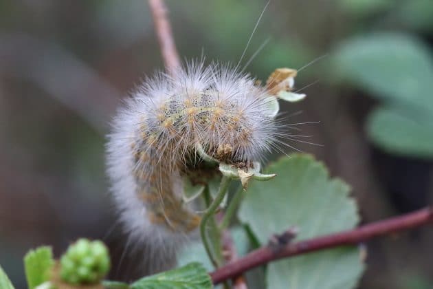 Salt Marsh Moth catepillar Photo by Alice Mary Herden