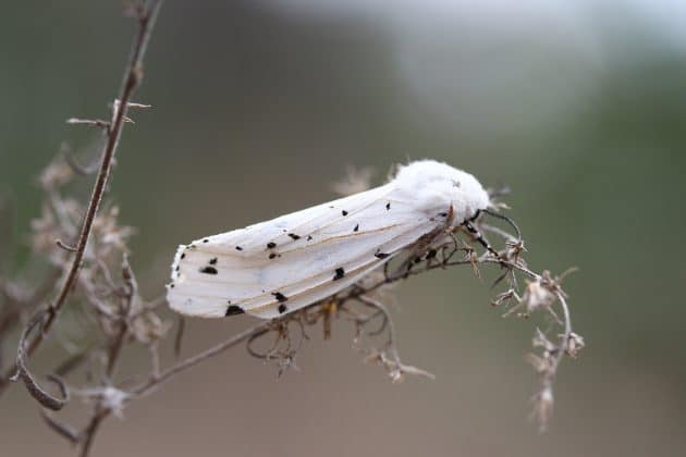 Salt Marsh Moth Photo by Alice Mary Herden