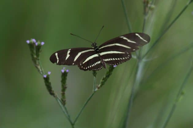 Florida’s state butterfly is the Zebra Longwing. Photo by Alice Mary Herden