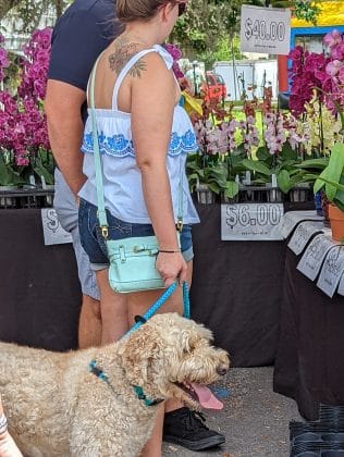 Many dogs enjoyed the festival as well as people.