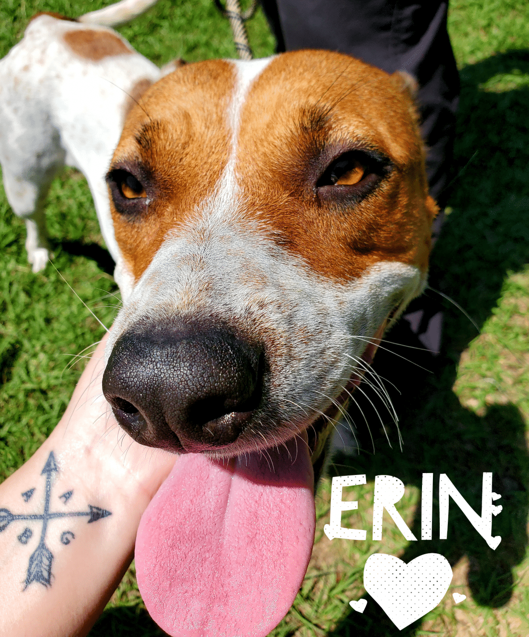 Erin - Dog