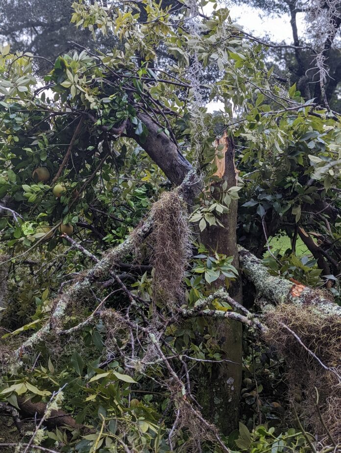 Orange trees damaged during Hurricane Ian, Brooksville, Fla.