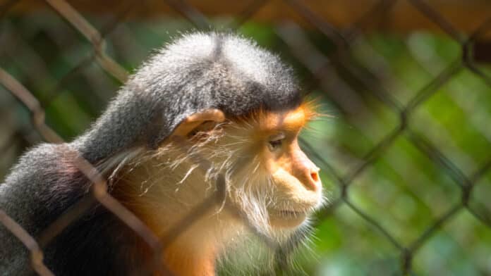 Langur and primate reserve Van Long Wetland Nature Reserve