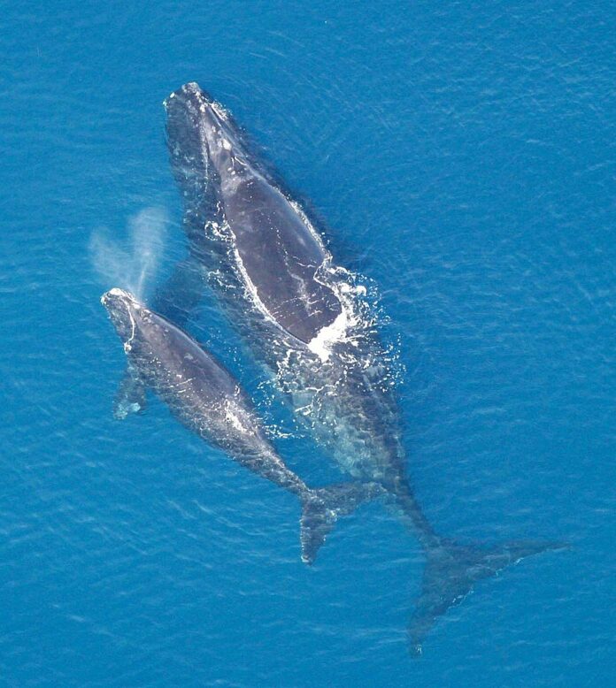 North Atlantic Right Whale mother and calf. From http://www.nmfs.noaa.gov/pr/species/mammals/cetaceans/rightwhale/photos.htm